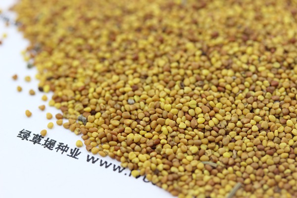 白三葉草種子價格，多少錢一斤