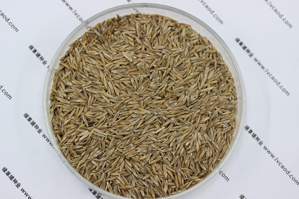 白標高羊茅 (2).JPG