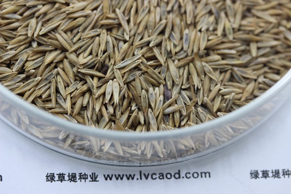 高羊茅草坪種子的價(jià)格