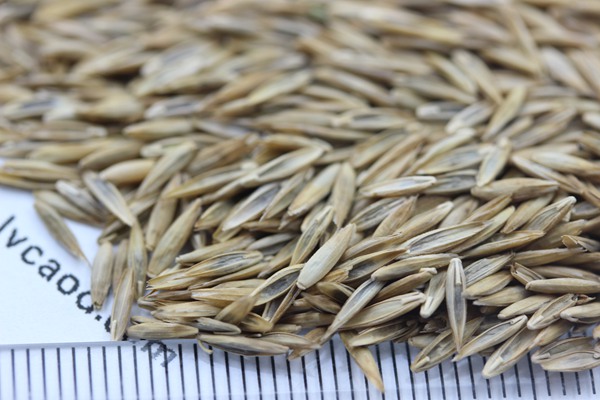 高羊茅草坪種子的價(jià)格