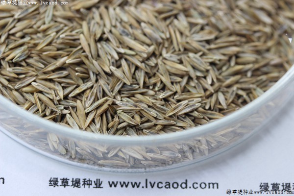 高羊茅草籽