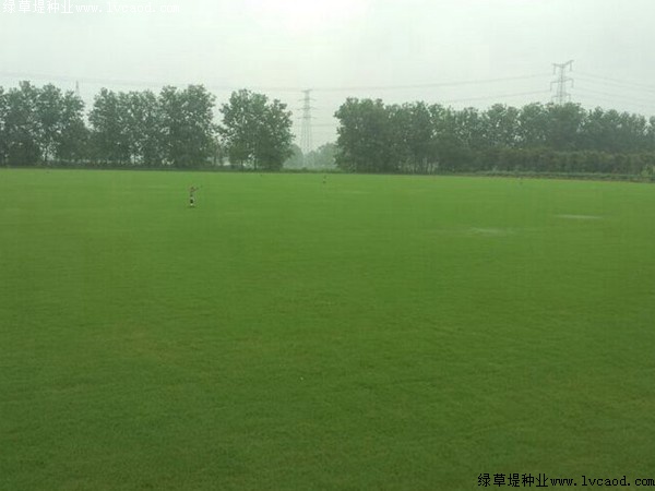 根系發(fā)達耐旱性好