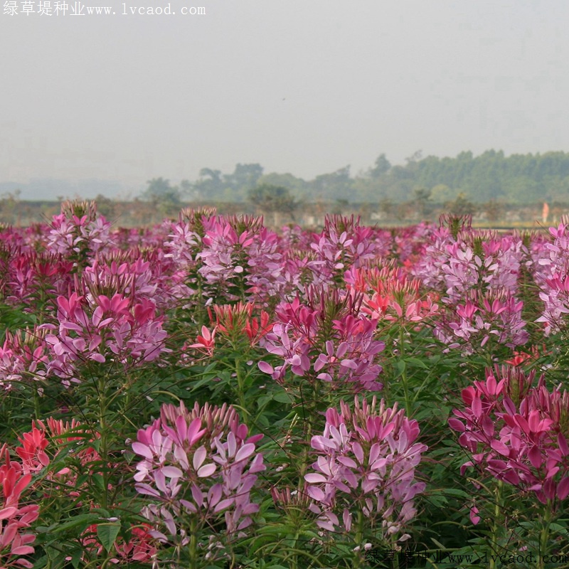 醉蝶花