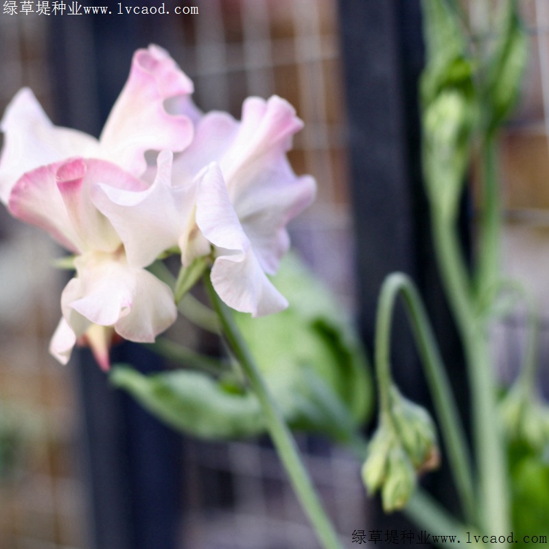 香豌豆