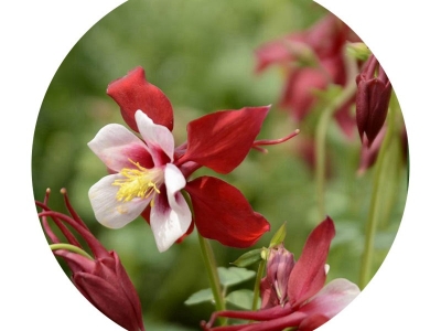 大花耬斗菜的市場(chǎng)價(jià)格為多少？