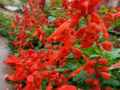 一串紅的花語是什么？有什么特殊的意義？
