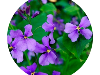 二月蘭的花語是什么？