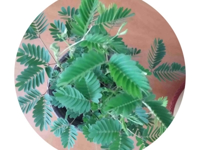 含羞草種子播種之后需要多長時間開花？