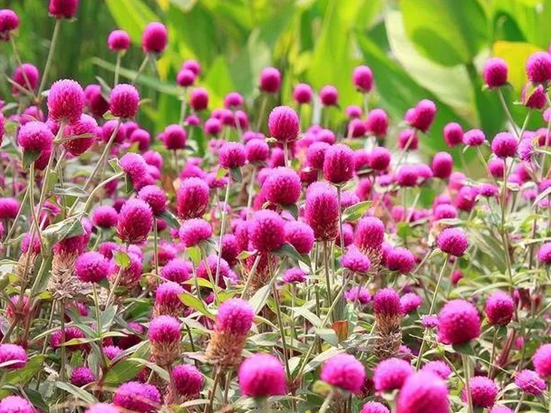 微信圖片_20200518171835.jpg