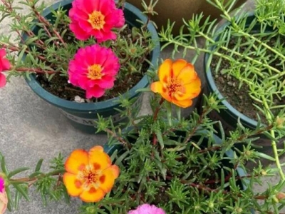 五月份最適合播種這幾種植物，現(xiàn)在種下能開一夏天