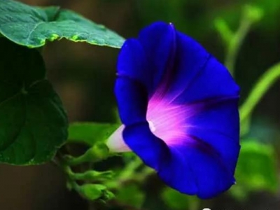 【牽?；ǚN子】牽牛花種子怎么種？