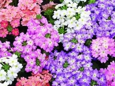 夏季種什么花？種美女櫻，開花旺盛，花期又長(zhǎng)，花色還豐富