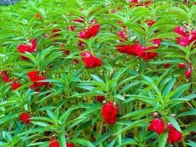 鳳仙花的種植管理該注意那些事項？