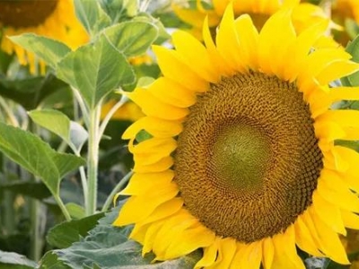 向日葵種子向日葵適合在什么時間播種？ 向日葵種植規模怎么樣？