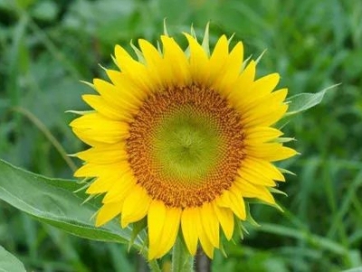 向日葵種子的發芽出苗？