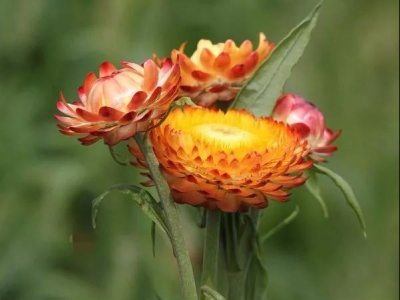 麥稈菊怎么養護開花美？
