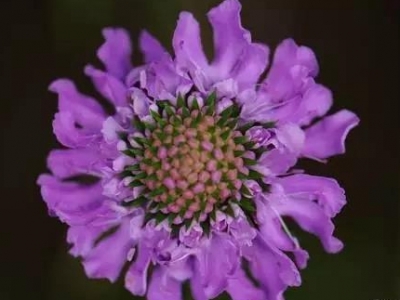 【植物大百科】藍盆花又名輪峰菊，花語是不能實現的愛情！