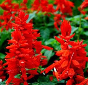 養(yǎng)護“一串紅”，做到這6個方面，生長旺盛花色嬌艷多彩