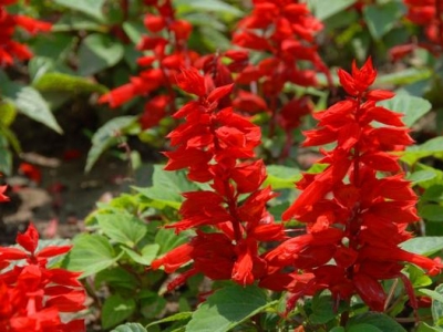 養(yǎng)一串紅，只需掌握3點技巧，花開“紅紅火火”