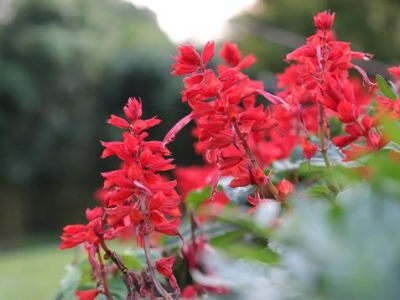 “一串紅”播種正當(dāng)時，注意防治病蟲害，夏天陽臺添色彩