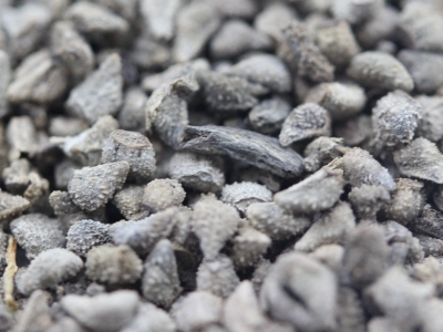 藍香薊種子應該在什么時候播種？