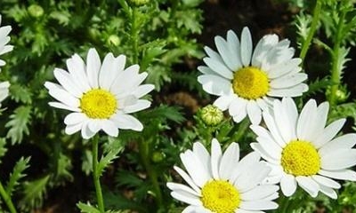 【小雛菊】雛菊播種時間及養(yǎng)護(hù)要求