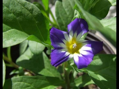 觀賞價值高開花顏色分明，三色旋花成熱門選擇，你知道怎么養(yǎng)護(hù)嗎