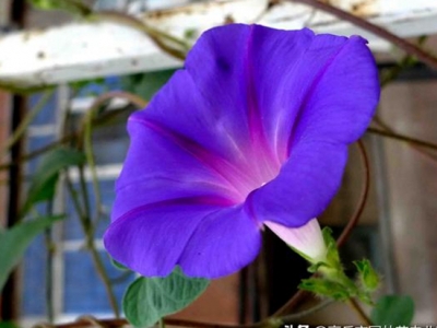 種植牽?；ǘ嗑媚荛_花？