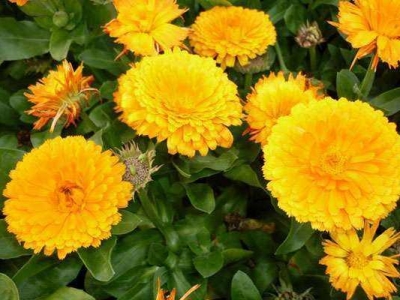 室內(nèi)養(yǎng)殖金盞菊應(yīng)該注意什么？