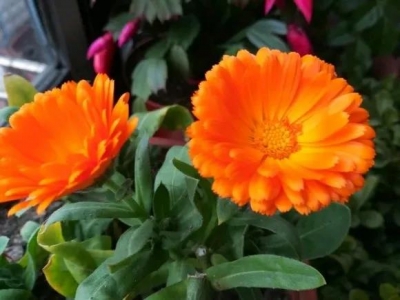如何栽培和養(yǎng)護(hù)金盞菊？