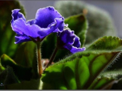 養(yǎng)紫羅蘭，做好這幾點(diǎn)，讓其枝繁葉茂，花開爆盆