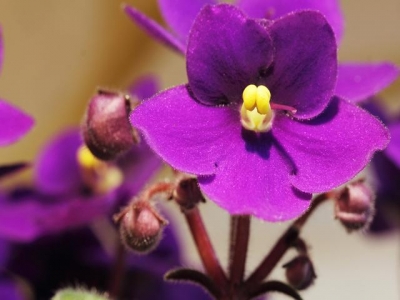 紫羅蘭不好養(yǎng)？學(xué)會這幾個技巧，輕輕松松養(yǎng)出色艷花香的紫羅蘭