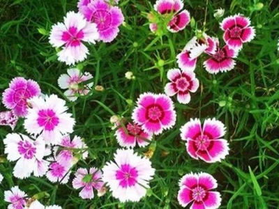 “五彩石竹”怎么養(yǎng)護？做好關(guān)鍵幾點，花苞多花色艷，花期又更長