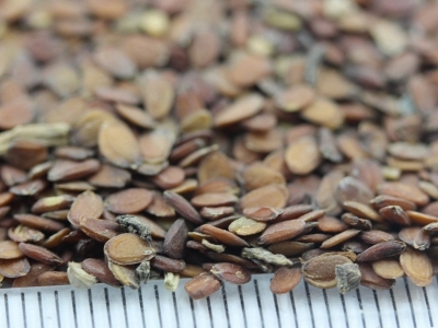 蜂室花的花語是什么，蜂室花代表著什么？