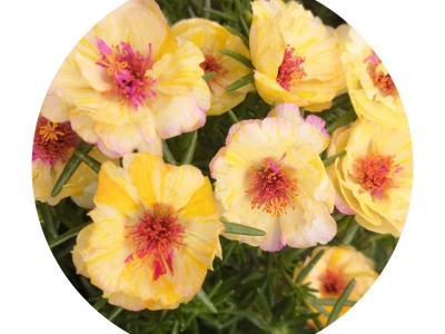 太陽花有什么特殊的意義？花語是什么？