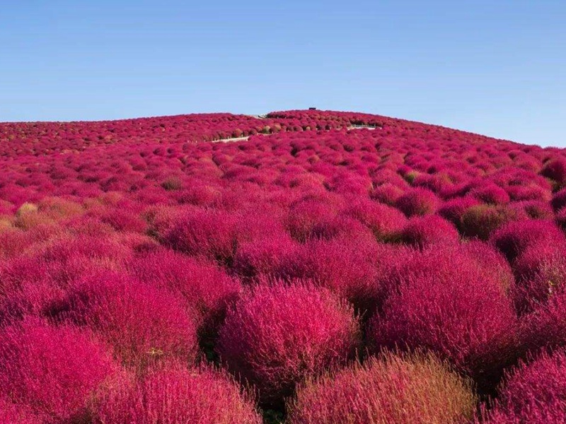 地膚