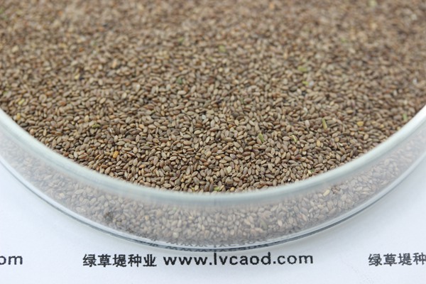 <a href=http://m.wantingyoupin.com/caopingzhongzi/21.html target=_blank class=infotextkey>狗牙根種子</a>