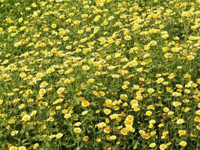 茼蒿菊的花語是什么代表著什么？