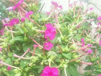 紫茉莉的花語是什么，代表了什么？
