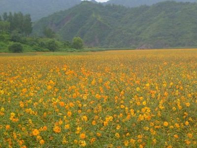 硫華菊花語(yǔ)是什么，代表了什么？
