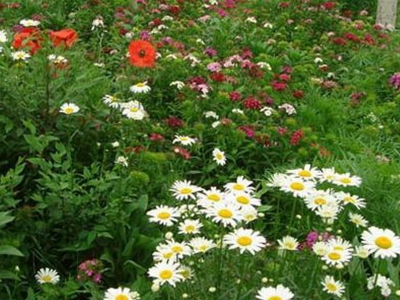 野花組合的花期是什么時(shí)候？