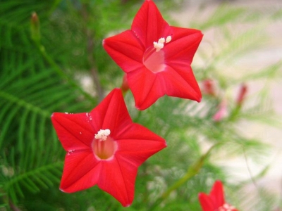 羽葉鳶蘿什么時候開花