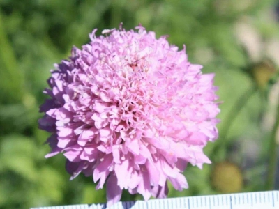 輪峰菊種子應該在幾月份播種，生長效果好？