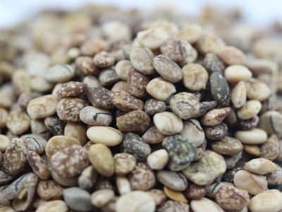 羽扇豆種子每平方米土地的播種量是多少？