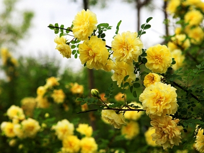 黃刺玫的花語是什么，有什么意義？