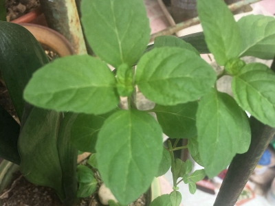 薄荷的花語(yǔ)是什么？