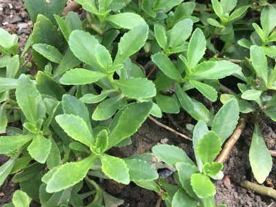 馬齒莧的花語是什么，有什么意義？