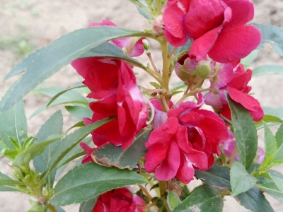鳳仙花的花期是什么時候？