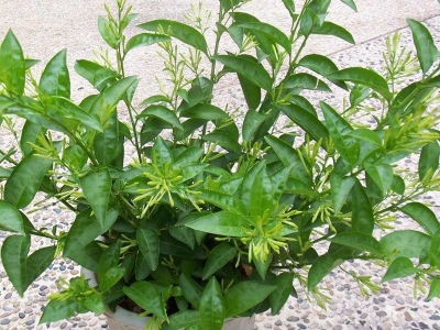 夜來香種子可以去哪買？