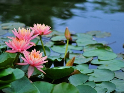 睡蓮應該怎么養(yǎng)才能養(yǎng)好？